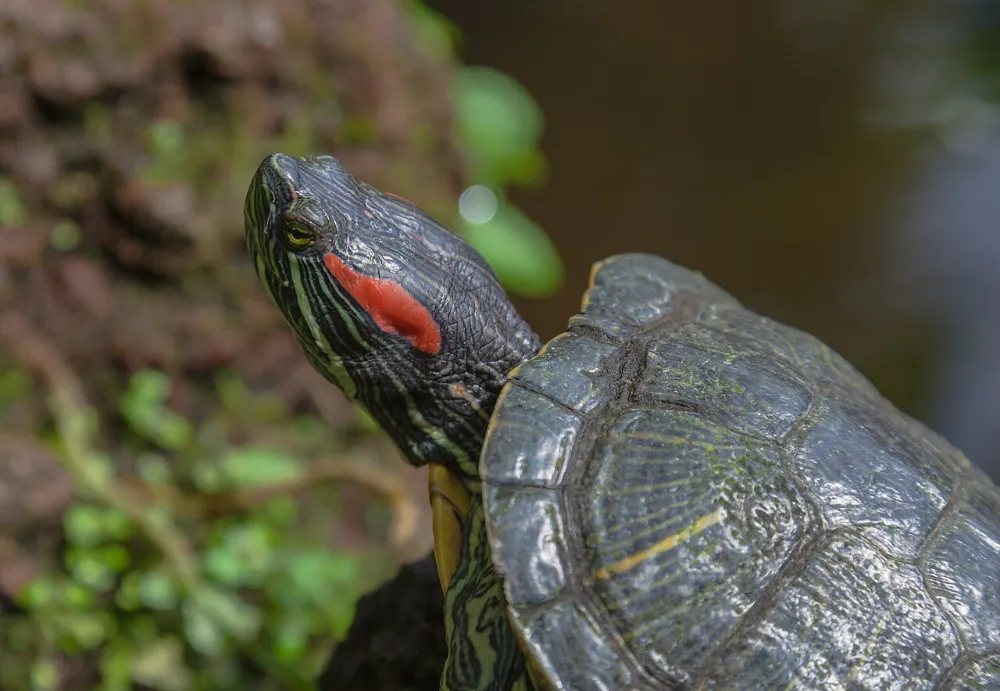 Tortuga de orejas rojas