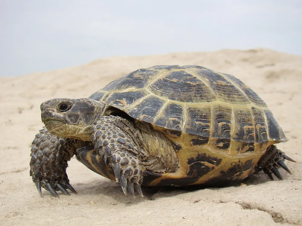 Tortuga rusa